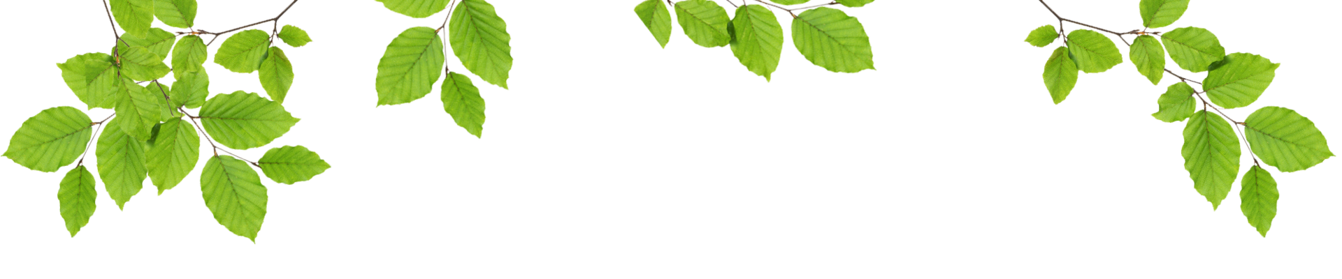 Header - Äste mit Blätter