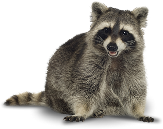 Footer - Waschbär